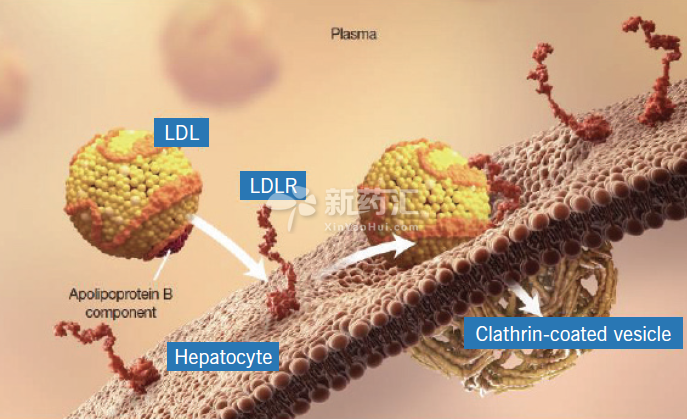 [ACC2015]ODYSSEY CHOICE I和II：PCSK9抑制剂或提供降LDL治疗新选择